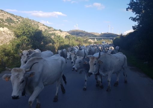 Le meravigliose terre della Lenticchia di Altamura IGP